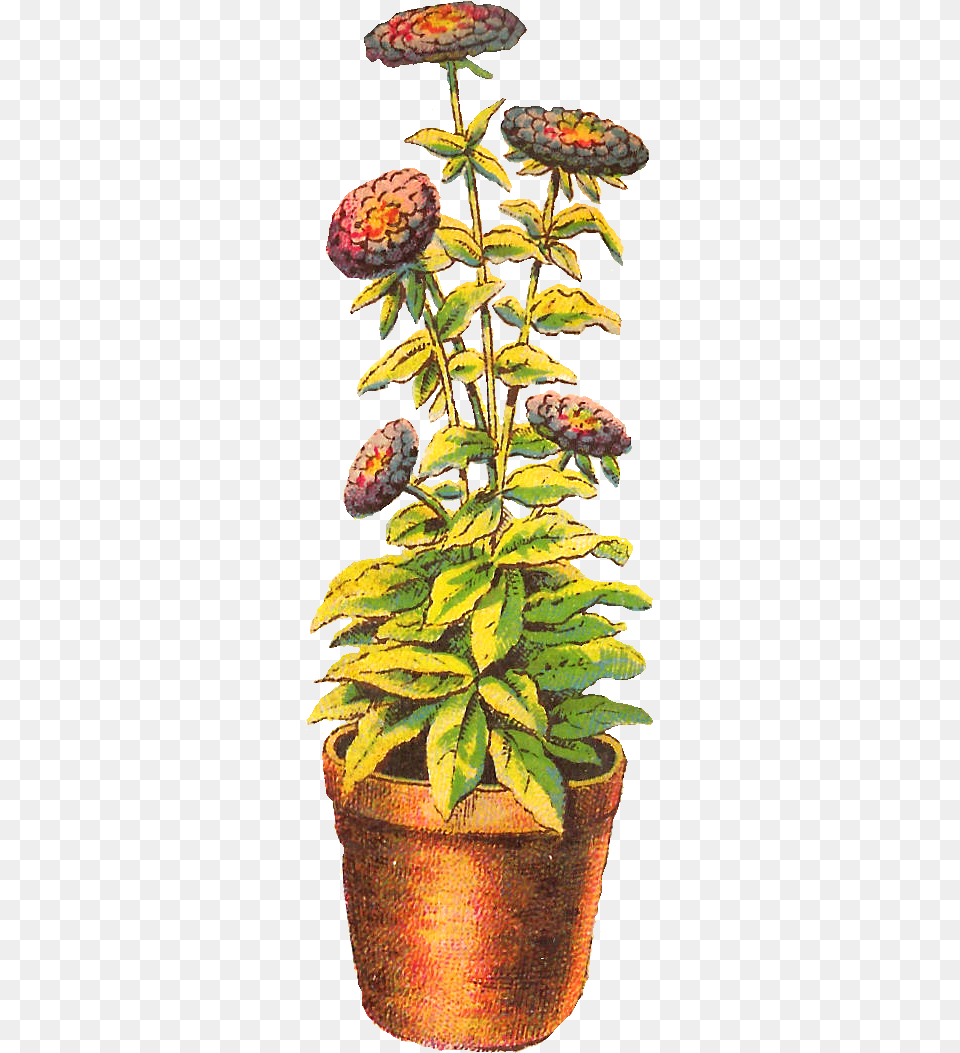 Antique Images Flower Chrysanthemum Potted Houseplant, Vase, Pottery, Potted Plant, Planter Free Png Download