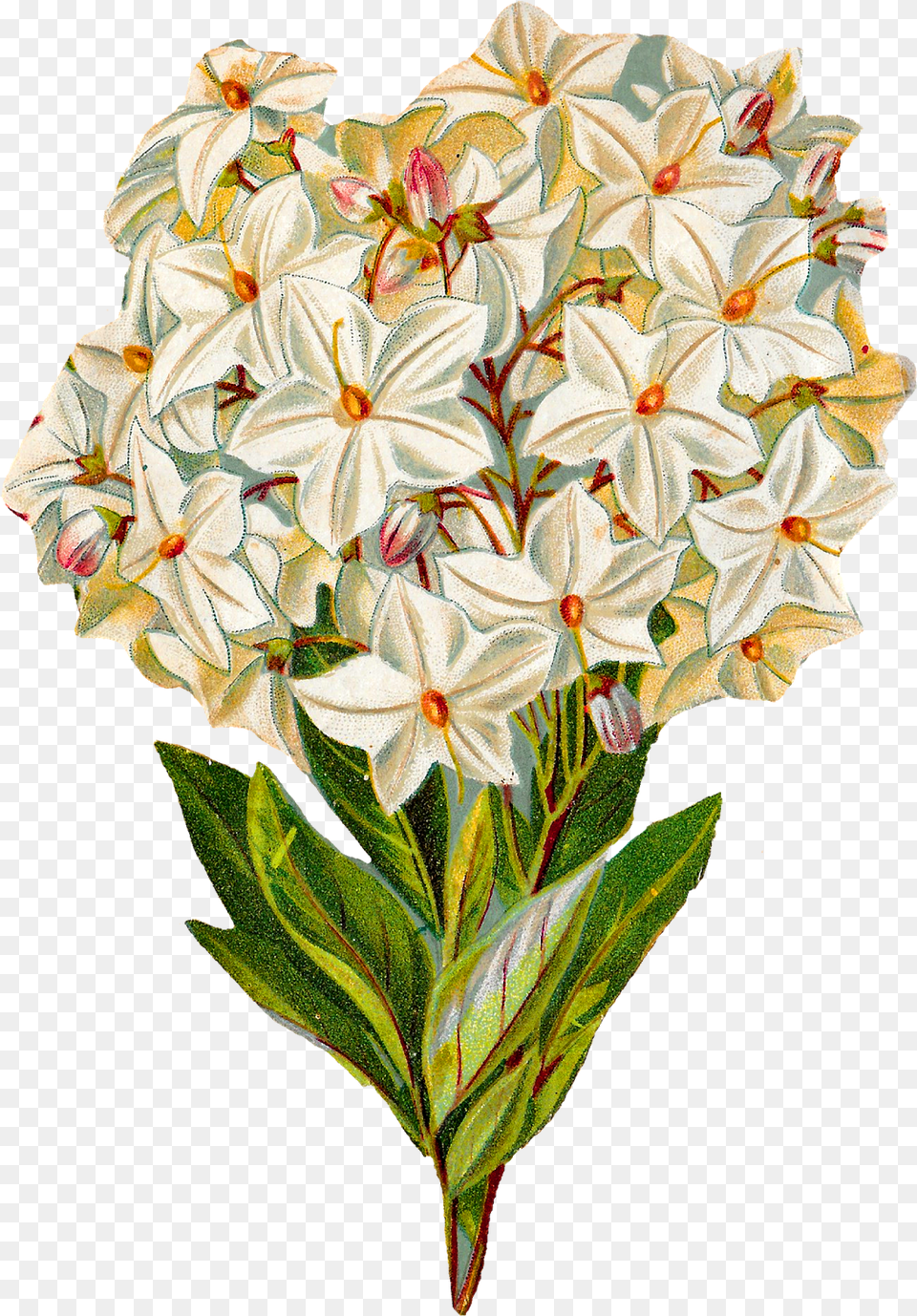 Antique Images Flower Illustration Vintage Botanical Art, Pattern, Graphics, Plant, Floral Design Png