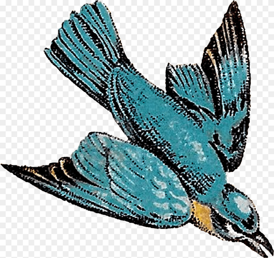 Antique Images Flying Birds Drawings Blue Jay Artwork Vintage Bird Flying Illustration, Animal, Bluebird, Fish, Sea Life Png Image