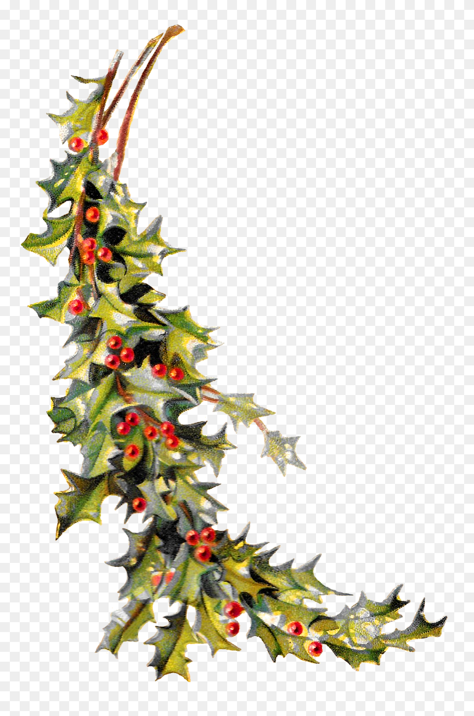 Antique Images Free Christmas Holly Holiday Clip Art, Plant, Christmas Decorations, Festival, Tree Png Image