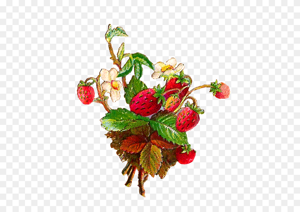 Antique Images Fruit Clip Art Strawberries And Strawberry, Berry, Raspberry, Produce, Plant Png Image