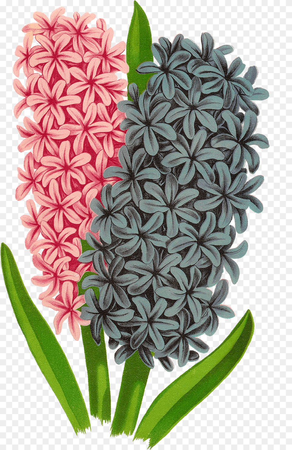 Antique Images Hyacinth Craft Hyacinth, Flower, Plant, Bud, Flower Arrangement Png Image