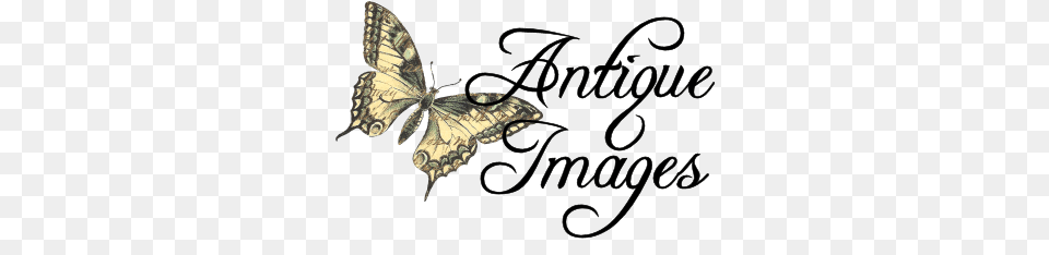 Antique Images Insect Clip Art Black And White Illustration, Animal, Invertebrate, Butterfly Free Png