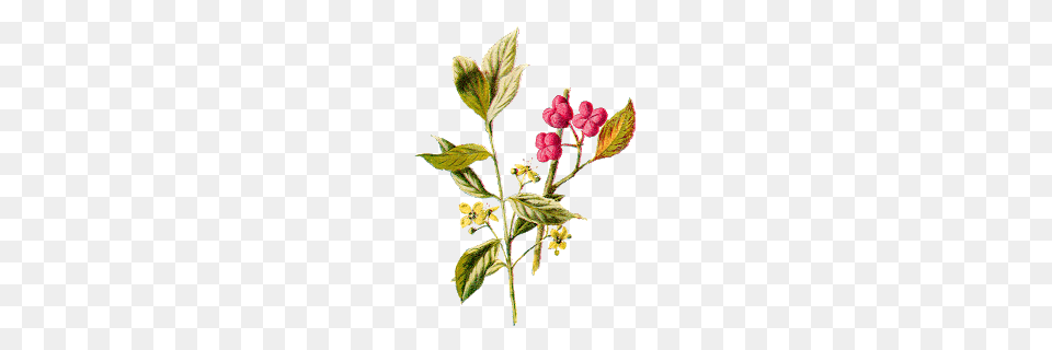 Antique Images March, Plant, Leaf, Flower, Produce Free Png Download