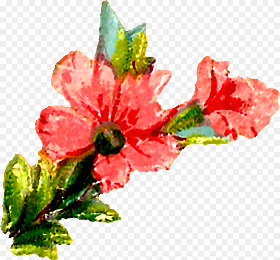 Antique Images Pastel Floral Clipart Digital Flowers Pink Clip Art, Flower, Petal, Plant, Hibiscus Png