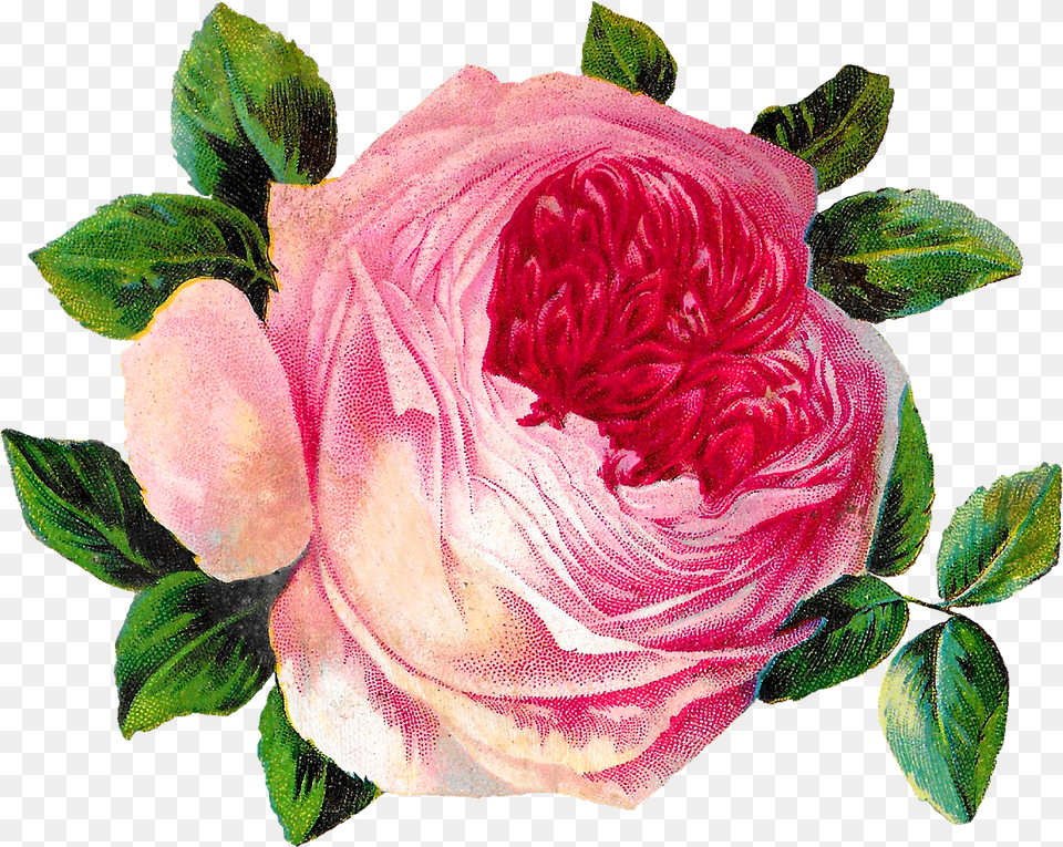 Antique Images Pink Shabby Chic Rose Flower Botanical Rose, Plant, Petal Png