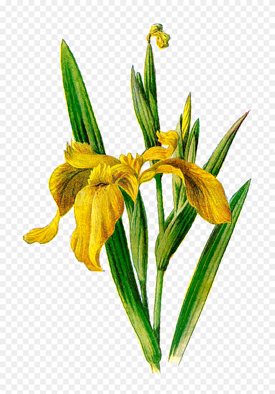 Antique Images Printable Flower Clip Art Wildflower Yellow Iris, Petal, Plant, Daffodil, Acanthaceae Png