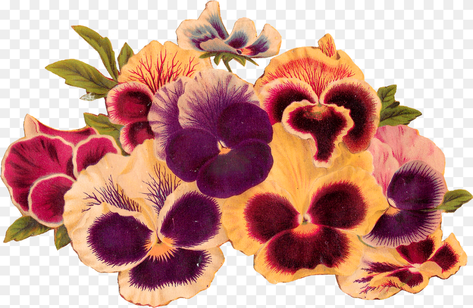 Antique Images Royalty Pansy Clip Art Image Download Clip Art, Flower, Plant, Petal, Flower Arrangement Free Transparent Png
