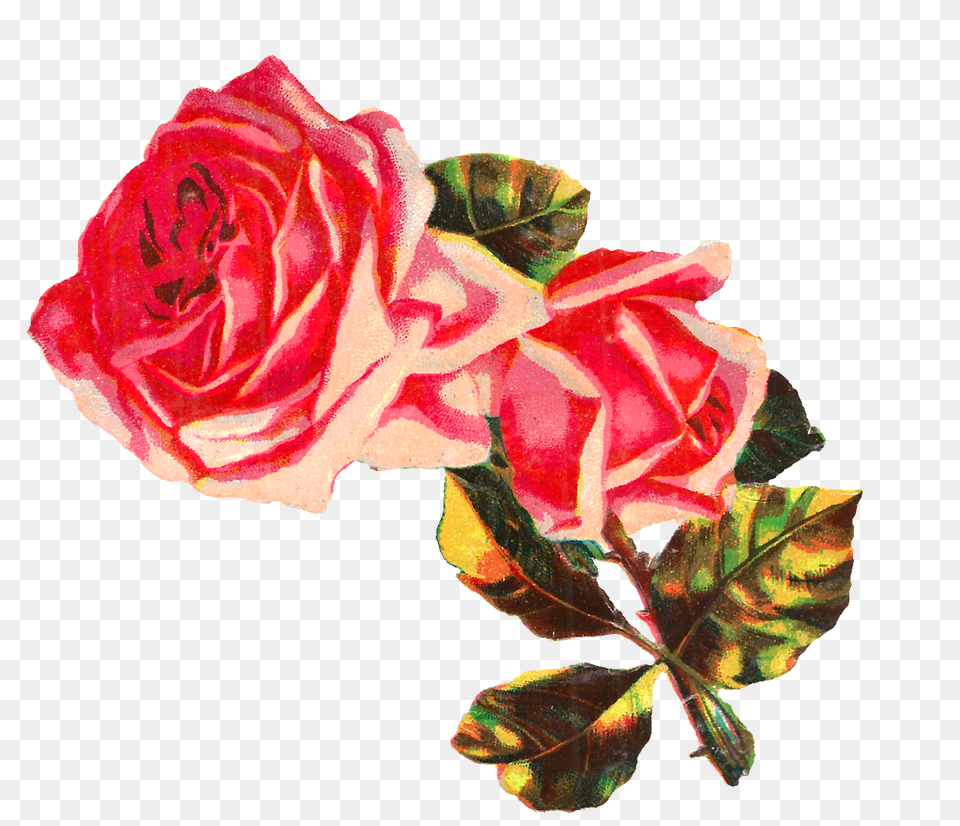 Antique Images Shabby Chic Pink Rose Image Clip Art, Flower, Plant, Leaf, Petal Free Png