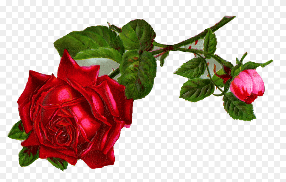 Antique Images Stock Red Rose Digital Clip Art, Flower, Plant Png