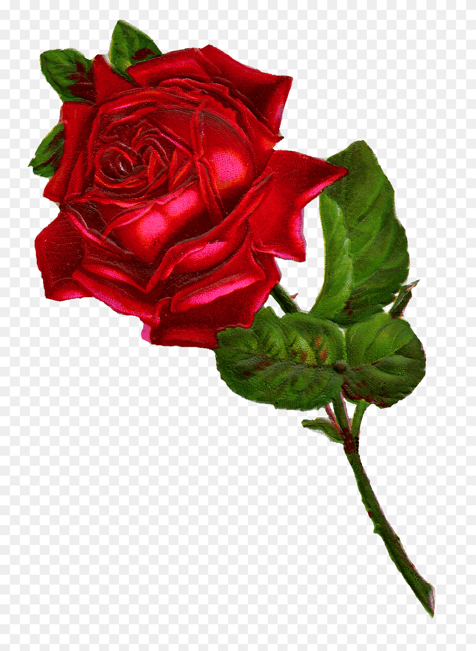 Antique Images Stock Red Rose Digital Clip Art, Flower, Plant Free Png