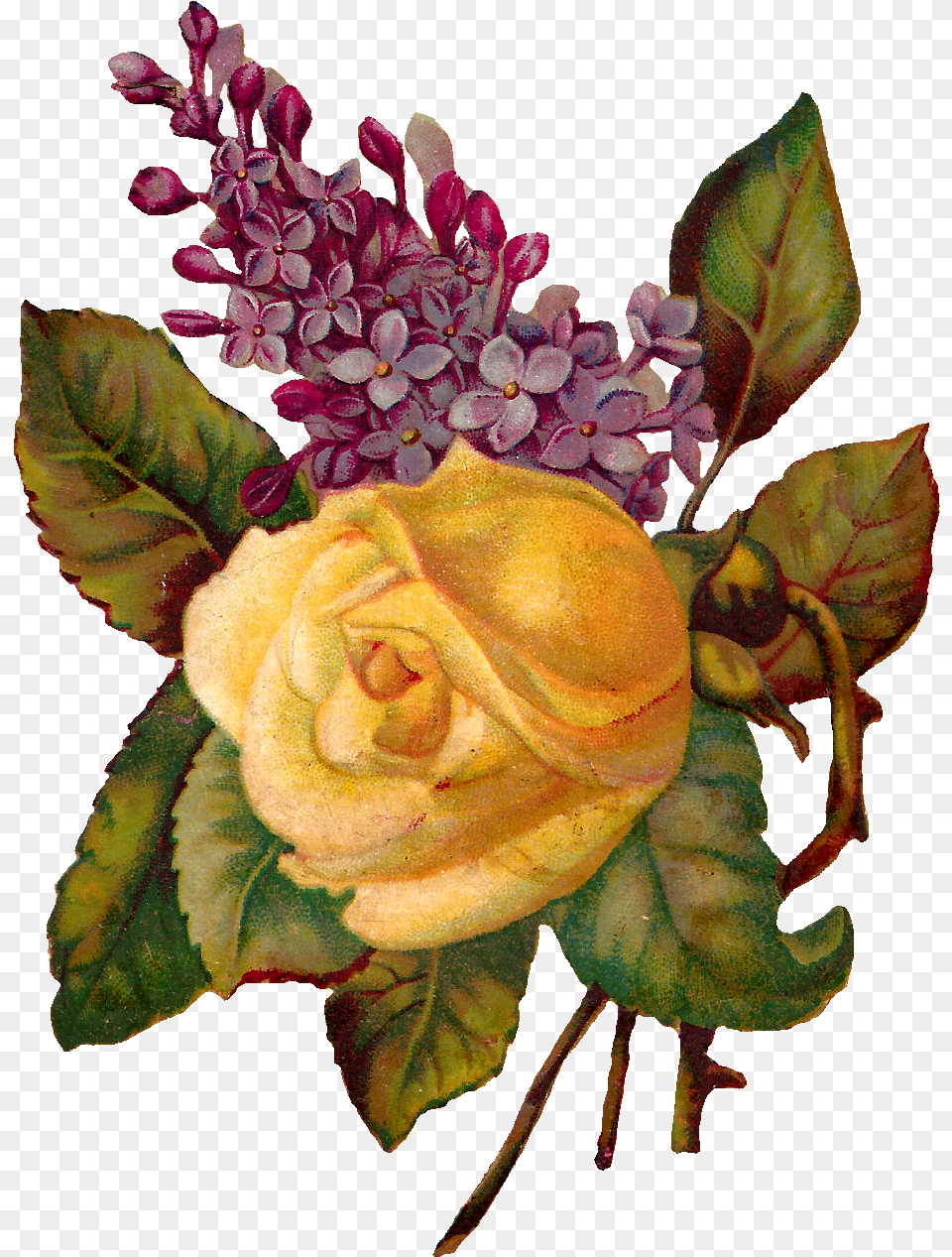 Antique Images Stock Rose Wisteria Image Printable Flower Clip Art, Plant, Flower Arrangement, Flower Bouquet Free Png Download