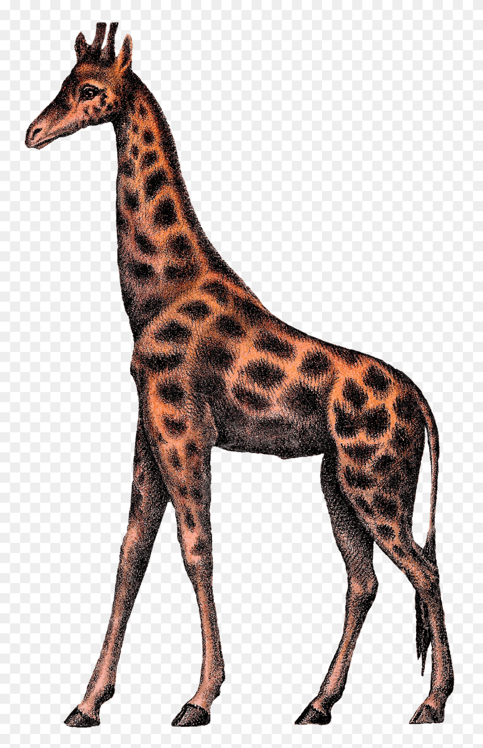 Antique Images Vintage Giraffe Digital Clipart Image Circus, Animal, Mammal, Wildlife Free Png