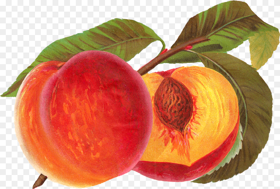 Antique Images Vintage Peach, Food, Fruit, Plant, Produce Free Png Download