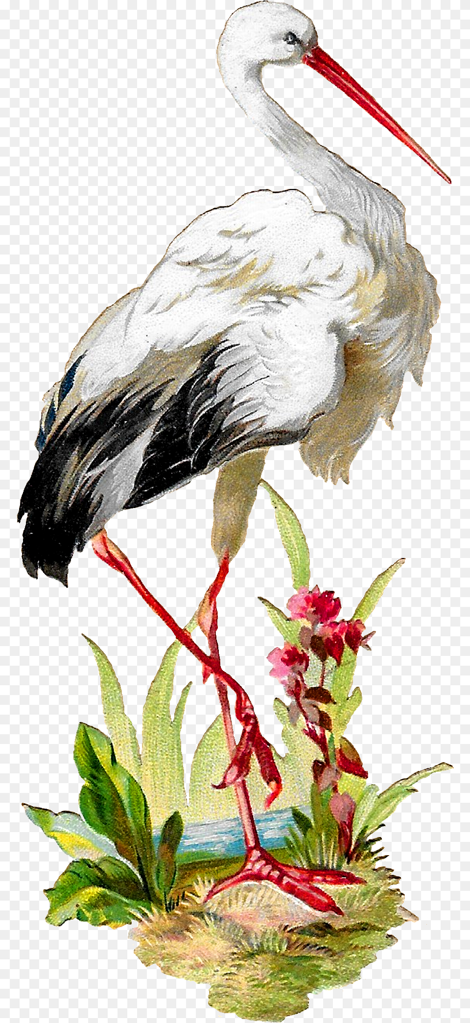 Antique Images Vintage White Stork Bird Clipart Artwork Stork Vintage, Animal, Crane Bird, Waterfowl, Beak Free Png Download