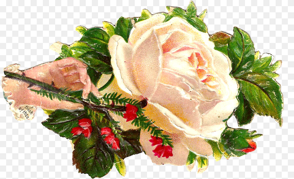 Antique Images White Rose Graphic Victorian Scrap Of Victorian Flower Art, Plant, Flower Arrangement, Flower Bouquet, Leaf Png Image
