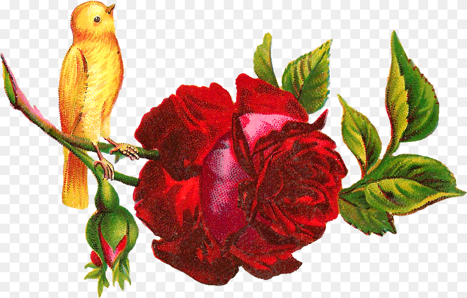 Antique Images Yellow Bird Perched Clip Art, Flower, Leaf, Plant, Rose Free Png Download