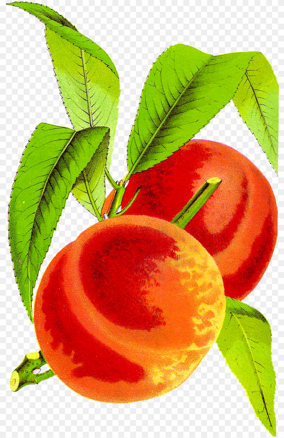 Antique Peach Clipart Peach Cobbler Clip Art, Food, Fruit, Plant, Produce Png