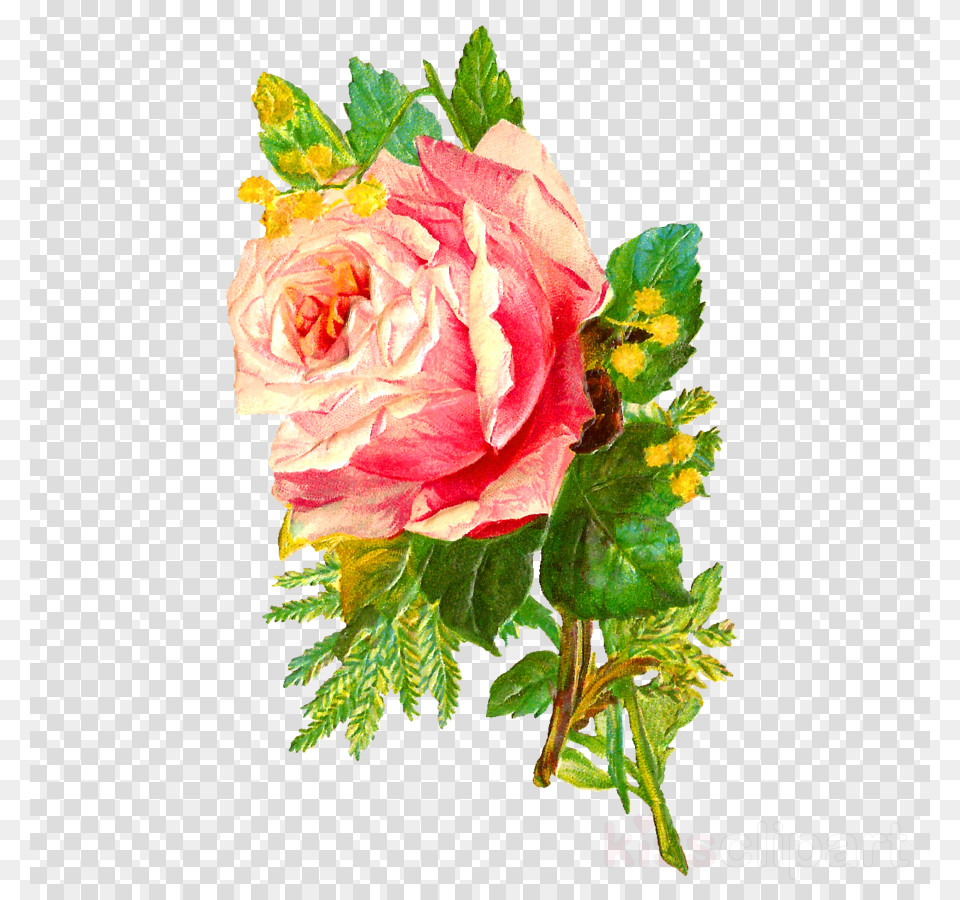 Antique Rose Flower Clipart Garden Roses Cabbage Rose Digital Flowers, Flower Arrangement, Flower Bouquet, Plant, Pattern Free Transparent Png