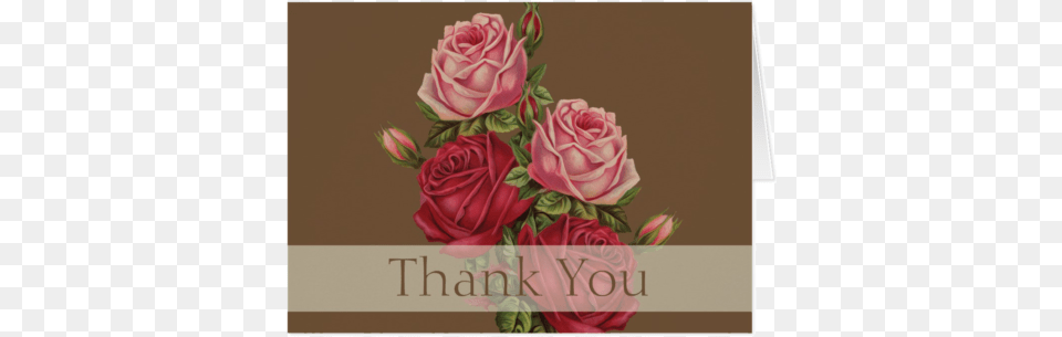 Antique Roses Thank You Note Card Giclee Painting Seed Catalogues The Geo H Mellen, Art, Plant, Pattern, Rose Free Transparent Png