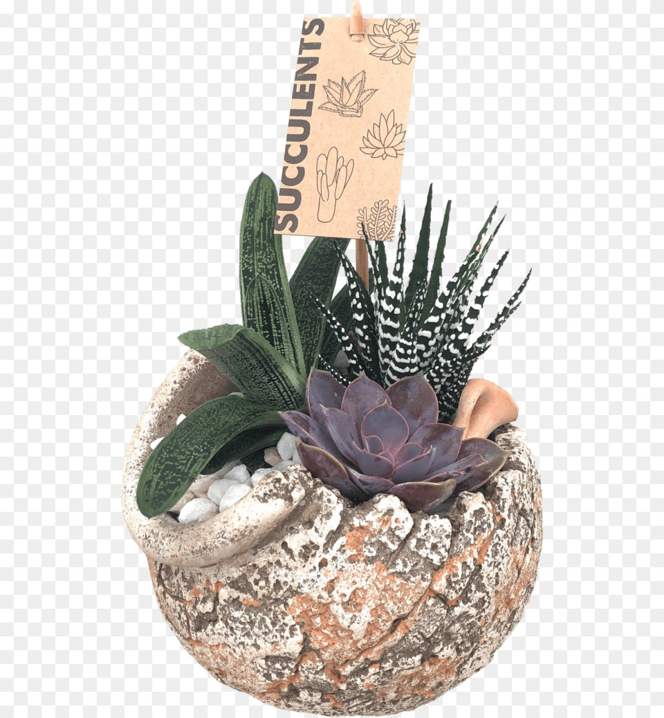 Antique Succulent Garden Flowerpot, Jar, Plant, Planter, Potted Plant Free Png