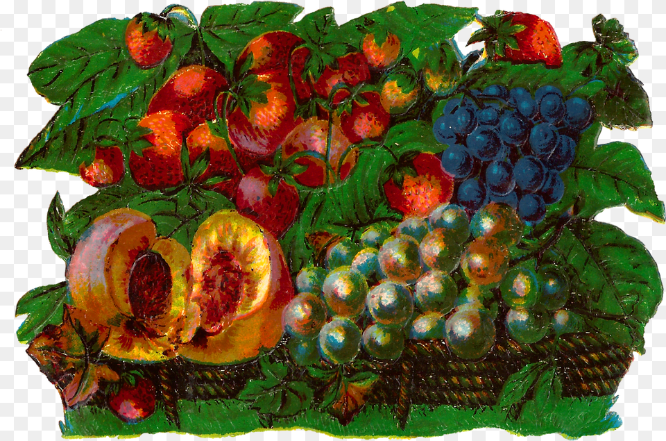 Antique Vintage Fruit Basket Botanical Artwork Clip Art, Plant, Berry, Food, Produce Free Png
