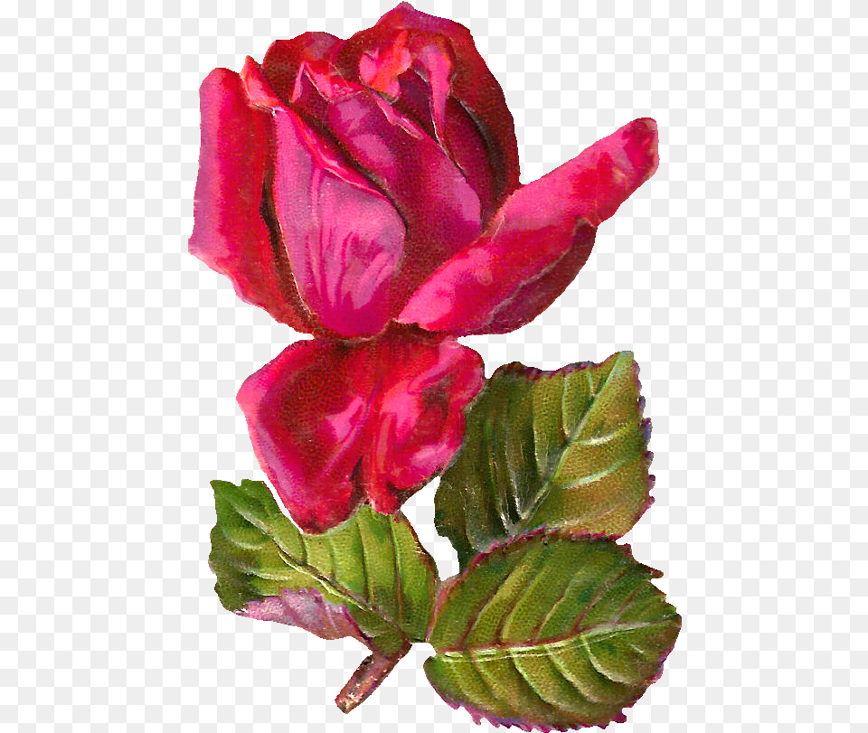 Antiqueimages Blogspot Com Rose, Flower, Leaf, Petal, Plant Free Png Download