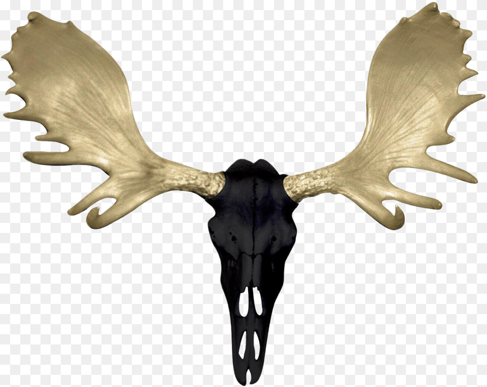 Antler, Animal, Bird Free Png Download