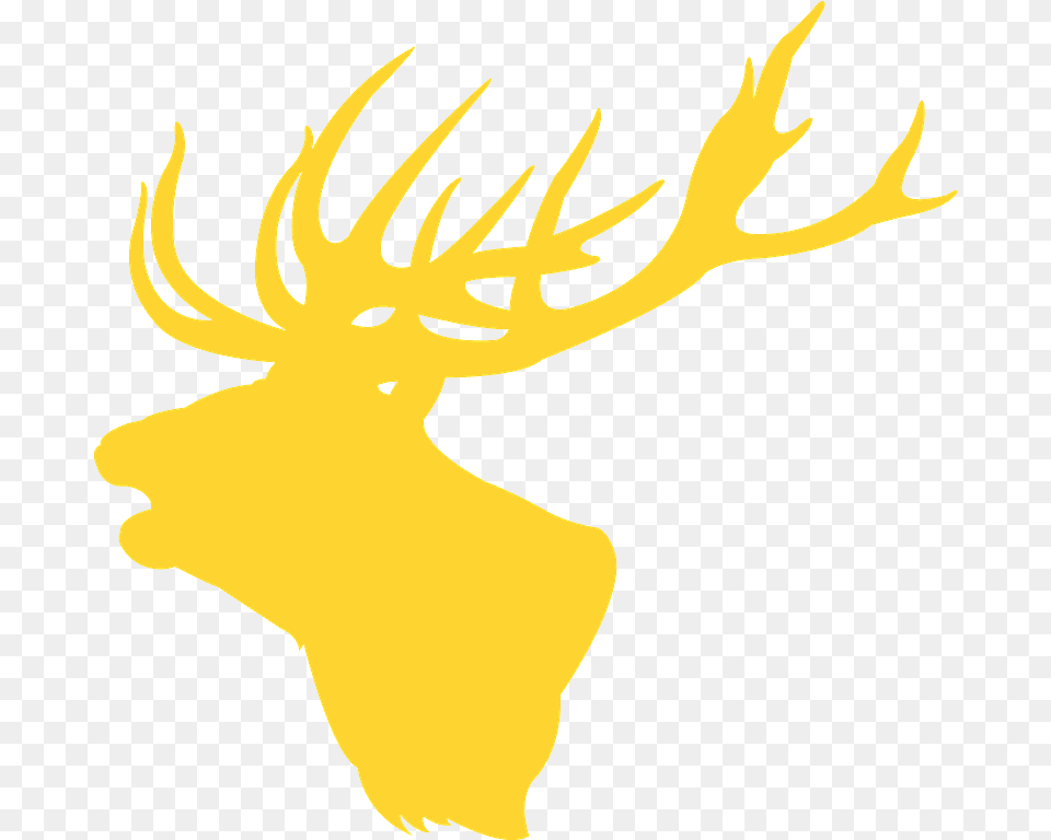 Antler, Animal, Deer, Mammal, Wildlife Png