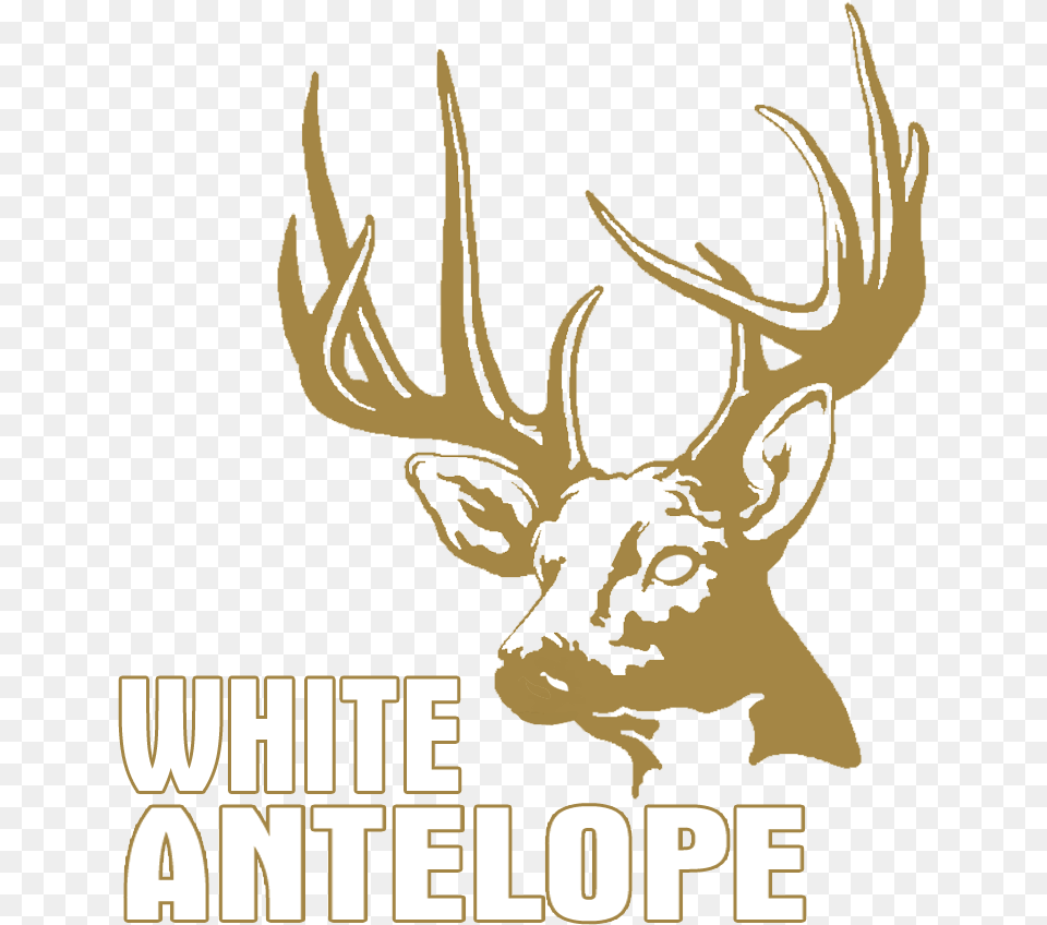 Antler, Animal, Deer, Mammal, Wildlife Free Png Download