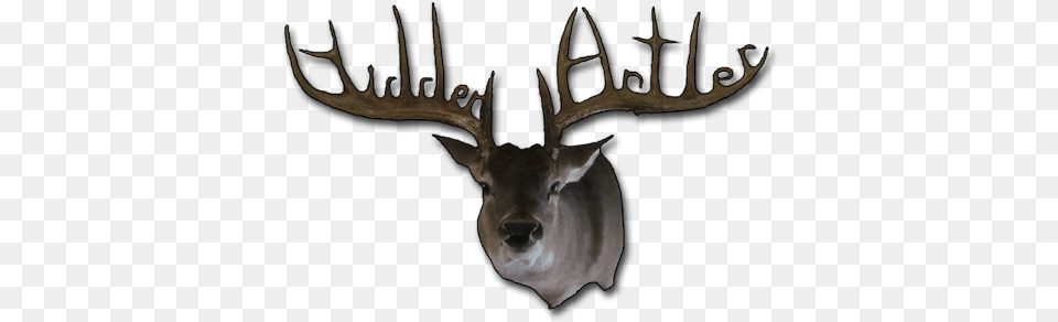 Antler, Animal, Deer, Mammal, Wildlife Png Image