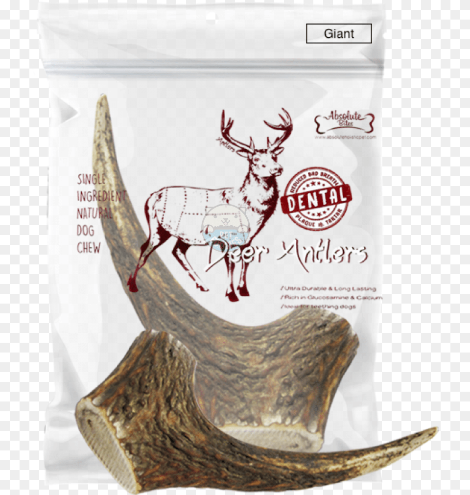 Antler, Animal, Deer, Mammal, Wildlife Free Png