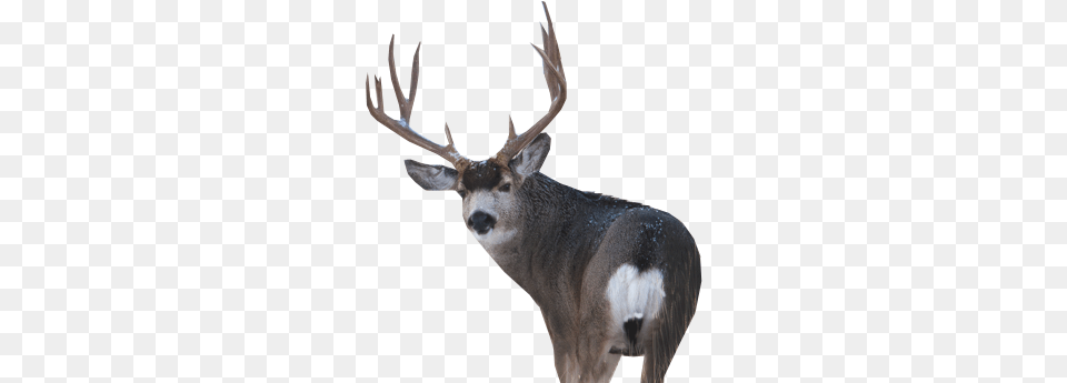 Antler, Animal, Antelope, Deer, Mammal Free Transparent Png