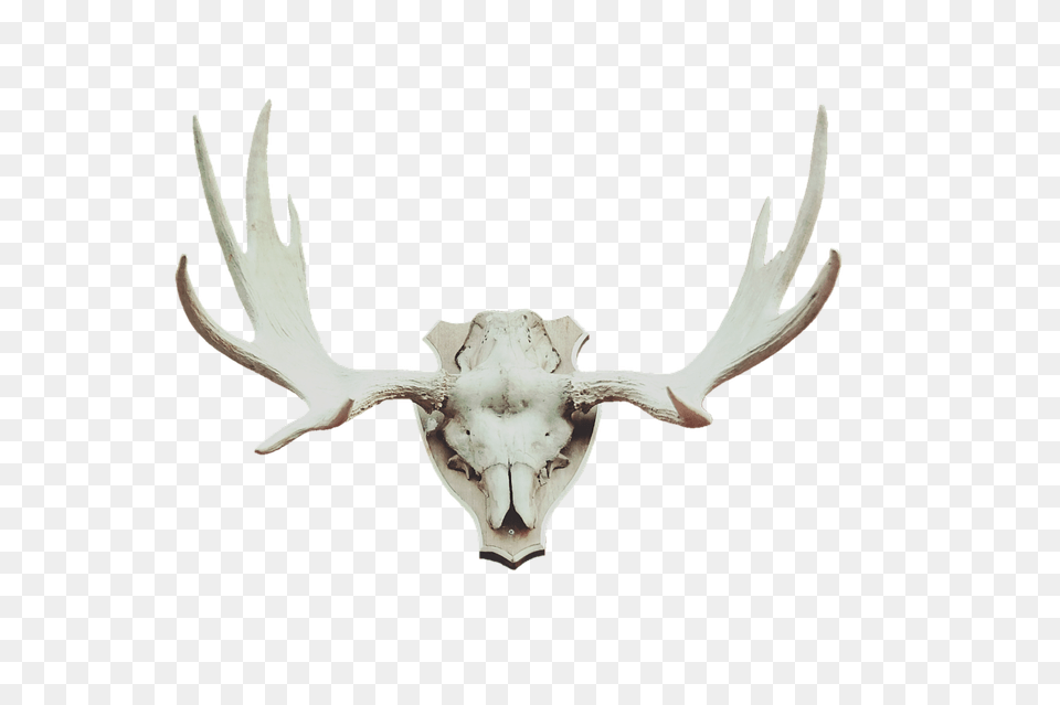 Antler Animal, Deer, Mammal, Wildlife Free Png