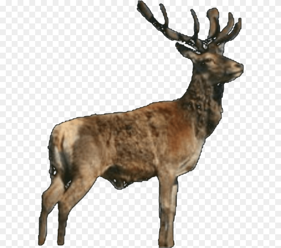 Antler, Animal, Deer, Mammal, Wildlife Png Image