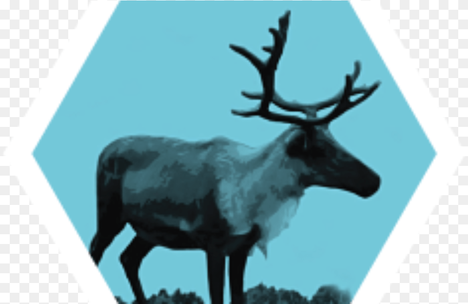 Antler, Animal, Deer, Elk, Mammal Free Png