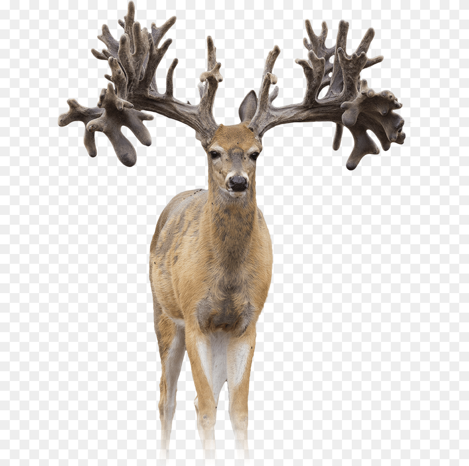 Antler, Animal, Antelope, Deer, Mammal Free Transparent Png