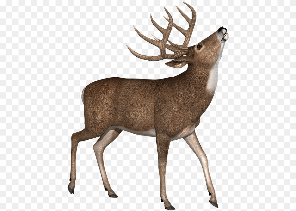Antler, Animal, Deer, Mammal, Wildlife Free Transparent Png