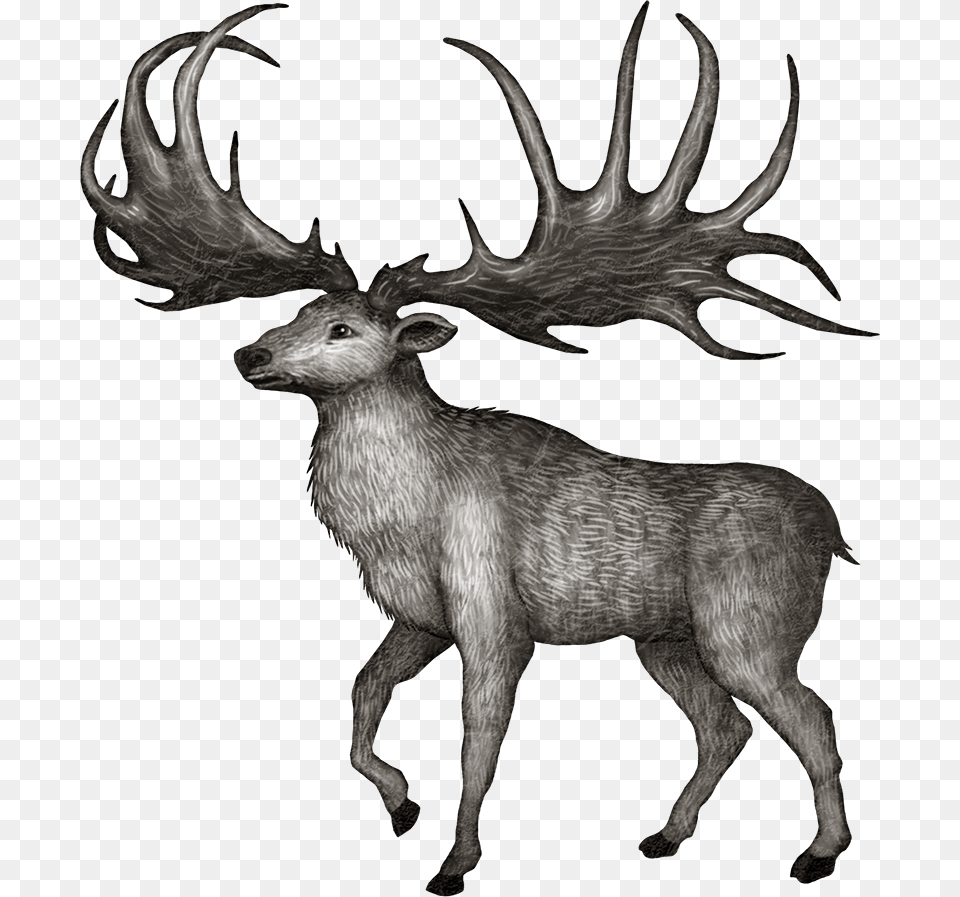 Antler, Animal, Deer, Mammal, Wildlife Free Png