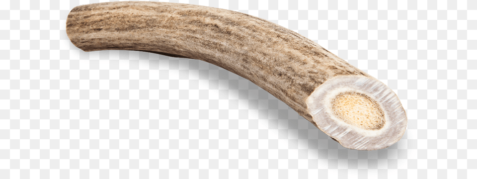 Antler Chew Deer Wood, Ivory, Fungus, Plant Free Png Download