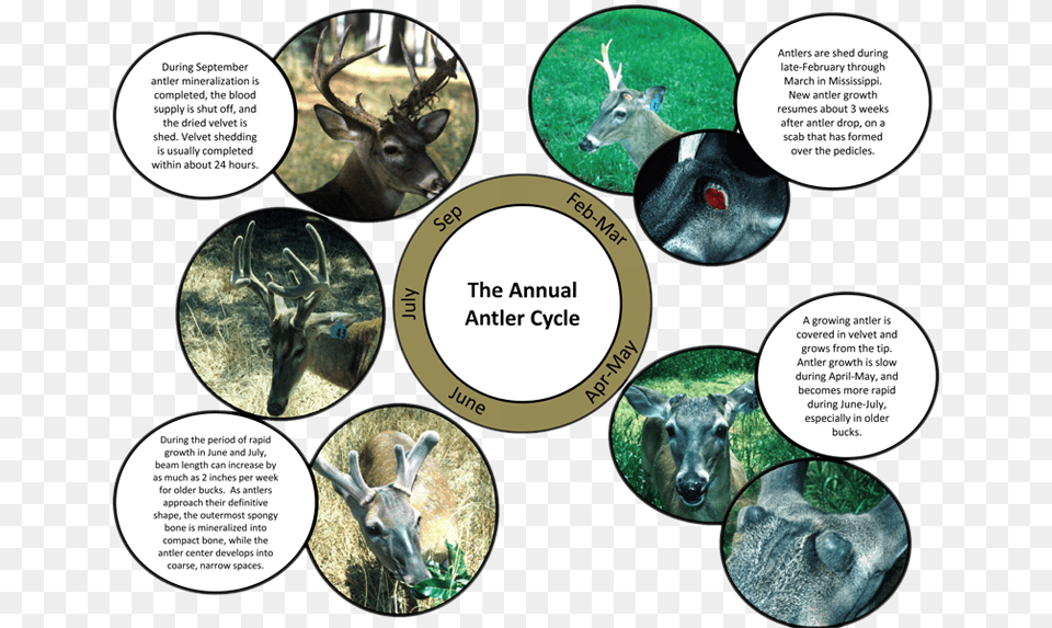 Antler Growth Figure Deer Antler Growth Cycle, Animal, Mammal, Wildlife, Antelope Free Transparent Png