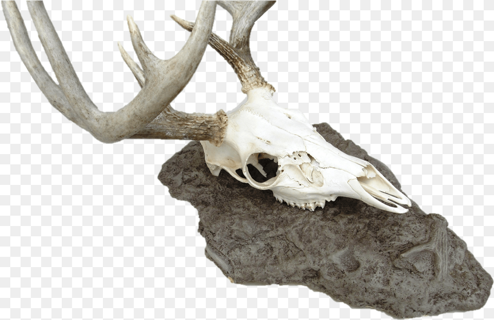 Antlerock Deer Skull Mount Skull, Antler, Animal, Antelope, Mammal Png