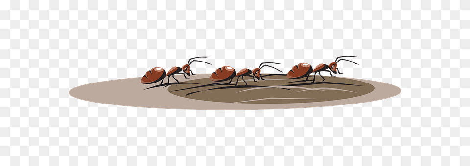 Ants Animal, Ant, Insect, Invertebrate Free Transparent Png