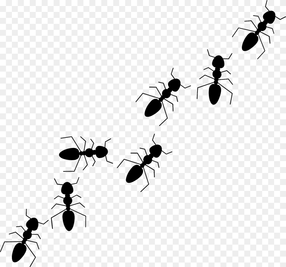 Ants Clipart, Animal, Insect, Invertebrate, Ant Png