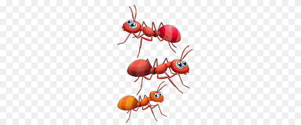 Ants Clipart Gallery, Animal, Ant, Insect, Invertebrate Free Png