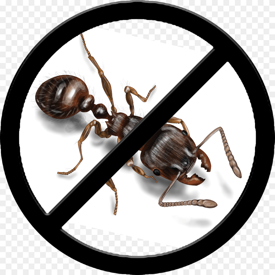 Ants Control No Unpasteurized Milk, Animal, Ant, Insect, Invertebrate Free Png