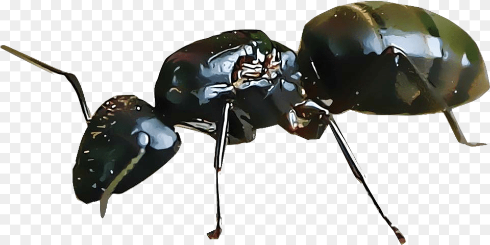 Ants Dung Beetle, Animal, Ant, Insect, Invertebrate Png