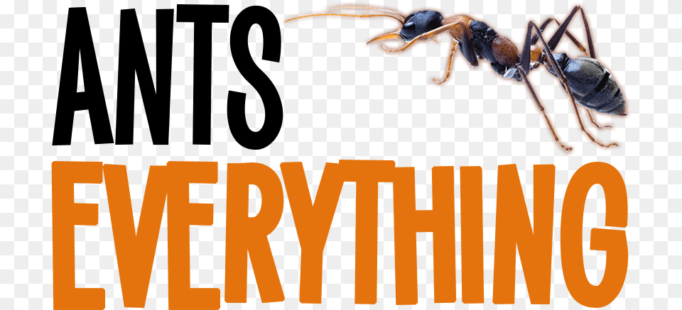 Ants Everything Ants Everything, Animal, Bee, Insect, Invertebrate Free Png