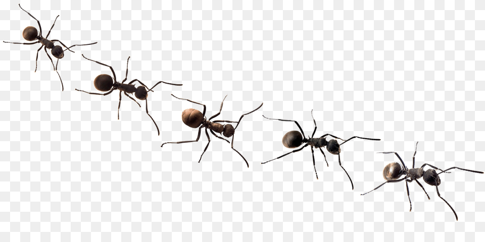 Ants Background Transparent Background Ant Clip Art, Animal, Insect, Invertebrate, Spider Free Png Download