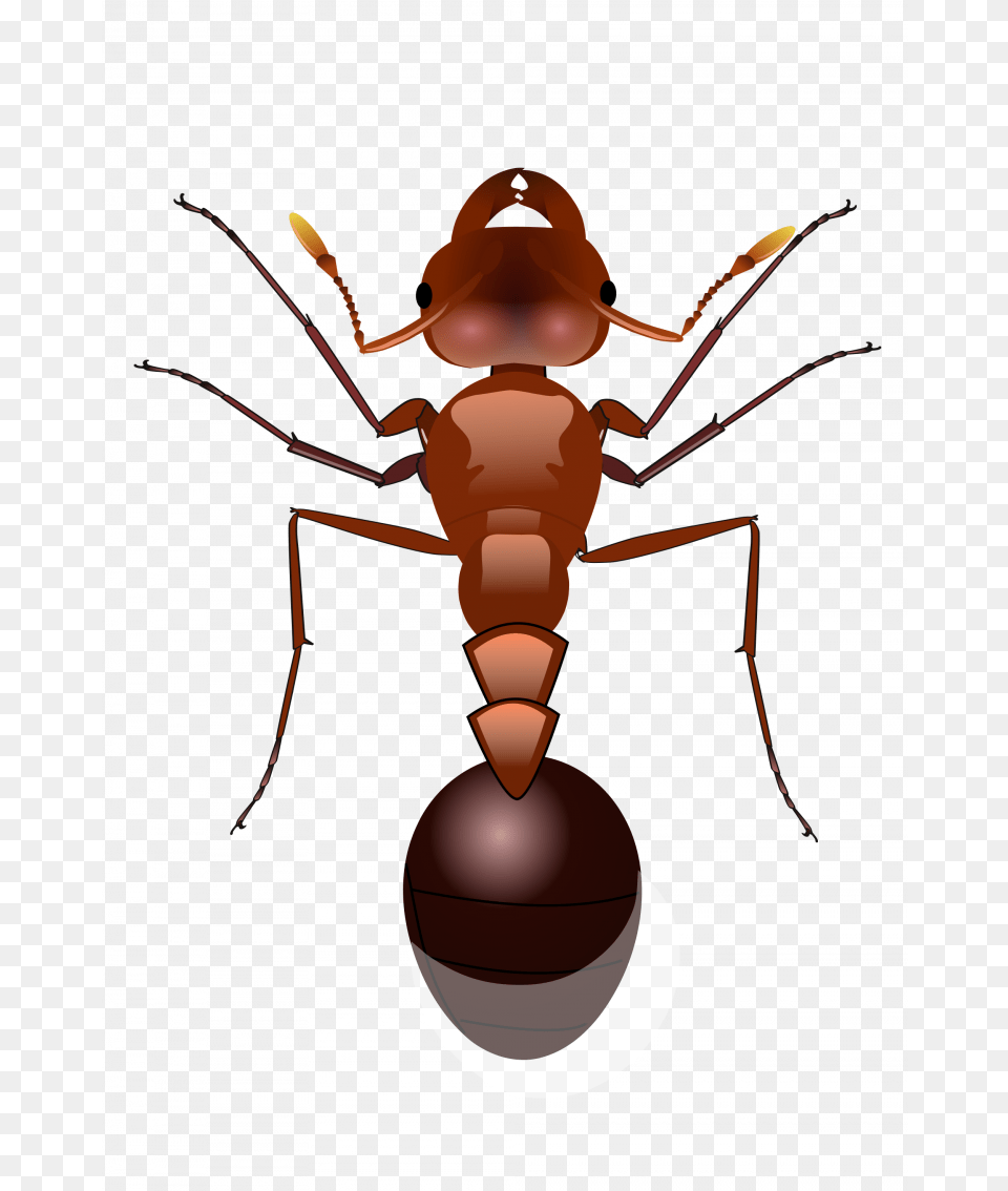 Ants Without Background Ant, Animal, Insect, Invertebrate, Baby Png Image